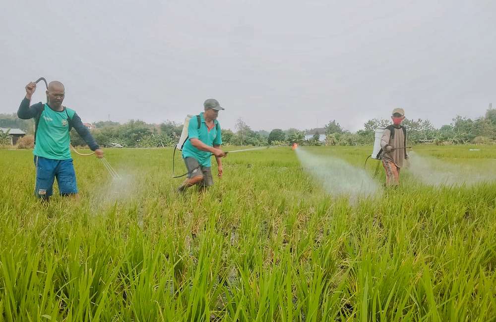 Antisipasi Gagal Panen, Hama Penggerek Batang Padi di Kabunan Dikendalikan